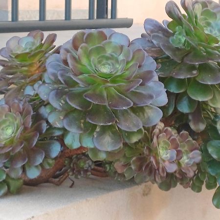 Hotel Casa Mea Santa-Maria-di-Lota Экстерьер фото