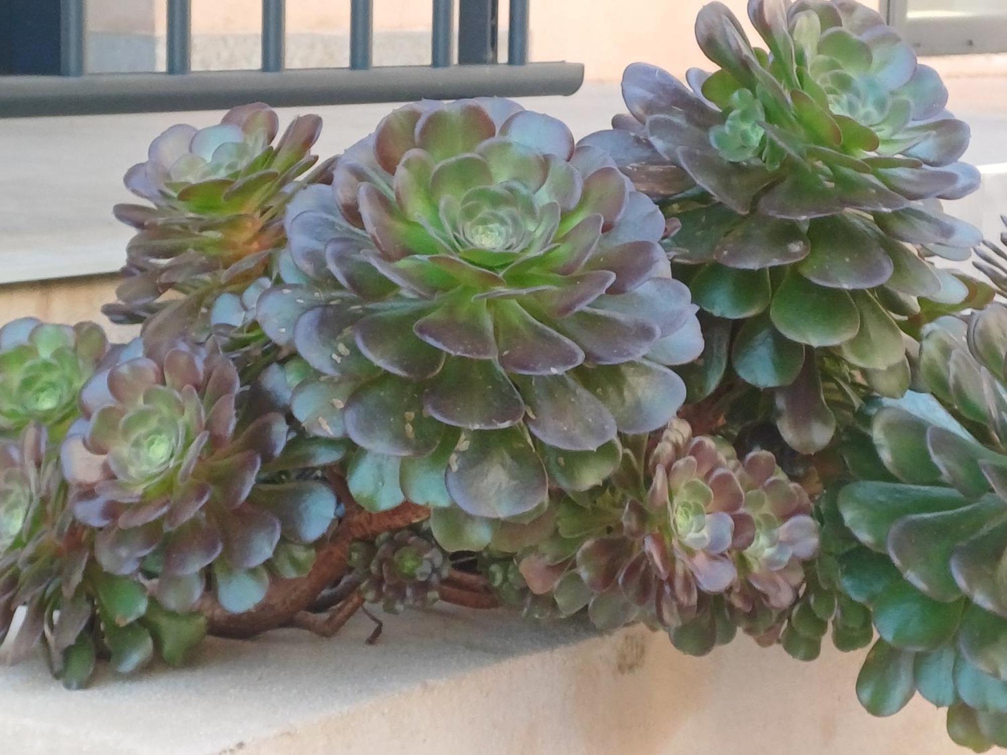 Hotel Casa Mea Santa-Maria-di-Lota Экстерьер фото